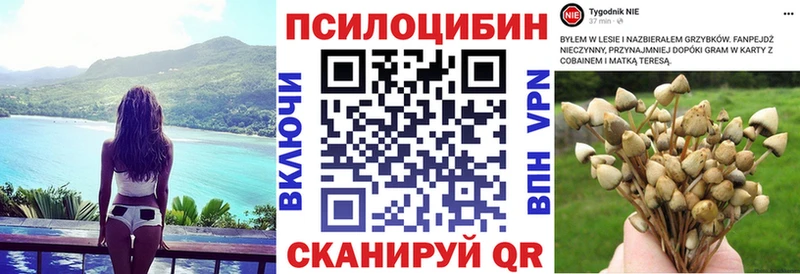 цена   Гай  Псилоцибиновые грибы Cubensis 